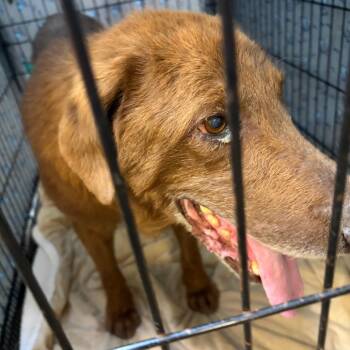 Toffee -  Mixed Breed Dog for Adoption in Lake Jackson, Texas - Toffee | PetCurious