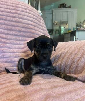 Winston -  Labrador Retriever and Pit Bull Terrier Dog for Adoption in West Peoria, Illinois - Winston | PetCurious