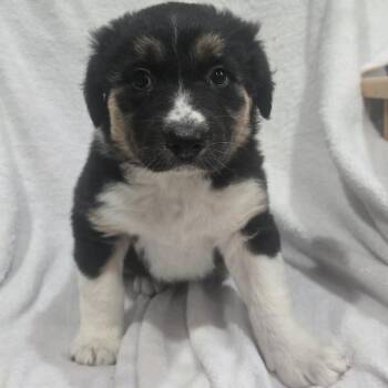 Give Me A Reason -  Husky Dog for Adoption in Olathe, Kansas - Give Me A Reason | PetCurious