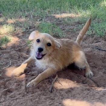 Curious George -  Chihuahua and Maltese Dog for Adoption in Pelham, New Hampshire - Curious George | PetCurious