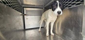 Mixed Breed Dogs Available for Adoption in Rowlett, Texas - DIE PRINZESSIN | PetCurious