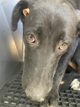 ICE-SPICE -  Mixed Breed Dog for Adoption in Dallas, Texas - ICE-SPICE | PetCurious