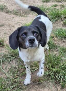 Morticia -  Beagle Dog for Adoption in Metairie, Louisiana - Morticia | PetCurious
