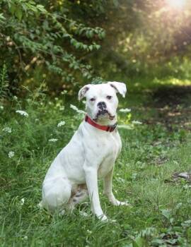 Chef Boyardee -  Mixed Breed Dog for Adoption in Hamilton, Ohio - Chef Boyardee | PetCurious