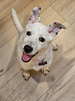 Juju Bean -  Pit Bull Terrier Dog for Adoption in Minneapolis, Minnesota - Juju Bean | PetCurious