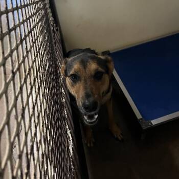 Belgian Shepherd Malinois and German Shepherd Dog Dogs Available for Adoption in Stephenville, Texas - Wayleen | PetCurious