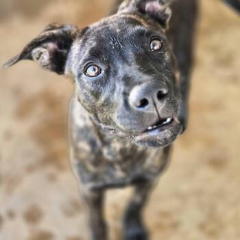 Shiloh -  Shepherd Dog for Adoption in Sheridan, Arkansas - Shiloh | PetCurious