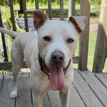 Wagner -  Mixed Breed Dog for Adoption in Columbia, South Carolina - Wagner | PetCurious