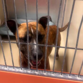 sunday -  Pit Bull Terrier and German Shorthaired Pointer Dog for Adoption in Philadelphia, Pennsylvania - Sunday | PetCurious
