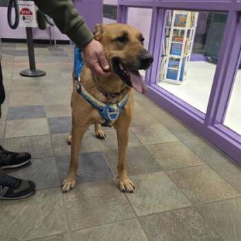 Shepherd and Mixed Breed Dogs Available for Adoption - 60304733 | PetCurious