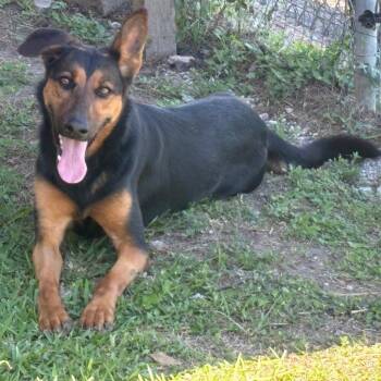 Poppy -  German Shepherd Dog Dog for Adoption in Webster, Texas - Poppy | PetCurious