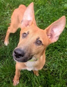 PAC MAN -  Carolina Dog and Belgian Shepherd Malinois Dog for Adoption in Akron, Ohio - PAC MAN | PetCurious