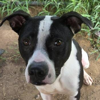 Zeb (20260814-03) -  Boxer Dog for Adoption in Niagara Falls, Ontario - Zeb (20260814-03) | PetCurious
