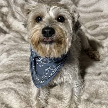 Gizmo -  Schnauzer and Mixed Breed Dog for Adoption in Pelham, New Hampshire - Gizmo | PetCurious