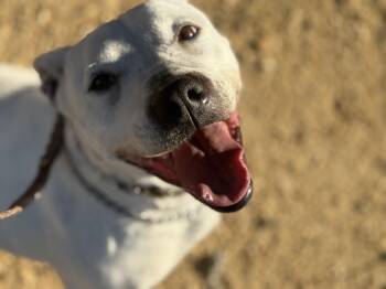 CS Enga -  Pit Bull Terrier Dog for Adoption in Vancouver, Washington - CS Enga | PetCurious