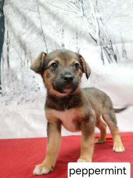 Collie and German Shepherd Dog Dogs Available for Adoption - Peppermint | PetCurious