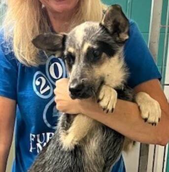 Karlie -  Mixed Breed Dog Available for Adoption in Morristown, New Jersey - Karlie | PetCurious