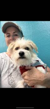 Rescue Jack Russell Terrier and Havanese Dogs for Adoption in Citrus Heights, California - Riley - The Sweetest Boy | PetCurious