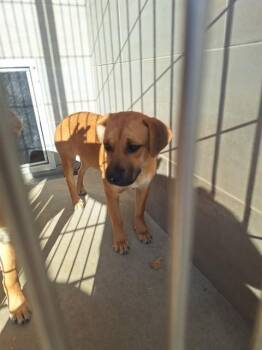 German Shepherd Dog and Mixed Breed Dogs Available for Adoption in Albuquerque, New Mexico - NORA | PetCurious