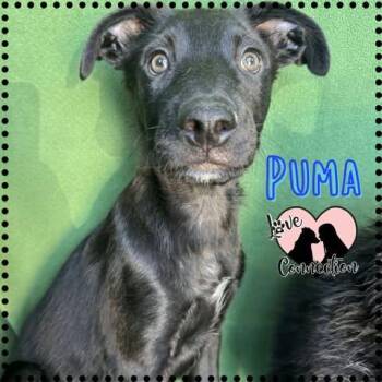 Puma -  Labrador Retriever Dog for Adoption in Gilbert, Arizona - Puma | PetCurious