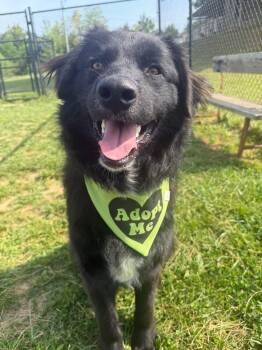 Australian Shepherd Dogs Available for Adoption in Lebanon, Tennessee - Stanley | PetCurious