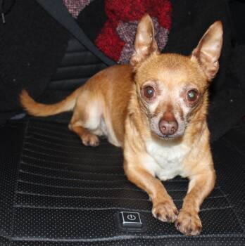 Chihuahua Dogs Available for Adoption in Huron, South Dakota - Choco | PetCurious