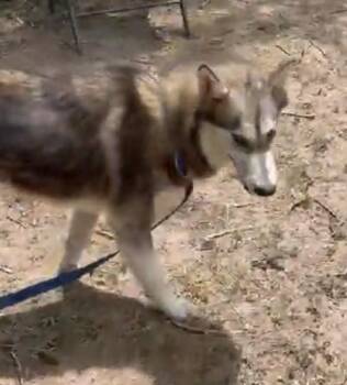 Lakota -  Husky Dog for Adoption in Jefferson City, Missouri - Lakota | PetCurious