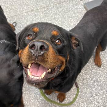 Bear -  Rottweiler Dog for Adoption in Parkersburg, West Virginia - Bear | PetCurious