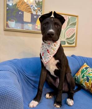Bean Lakers -  American Staffordshire Terrier and Labrador Retriever Dog for Adoption in Friendswood, Texas - Bean Lakers | PetCurious