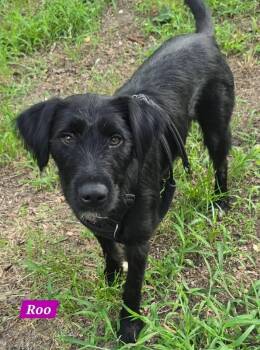 Roo -  Labrador Retriever and Poodle Dog for Adoption in Alexander, Arkansas - Roo | PetCurious
