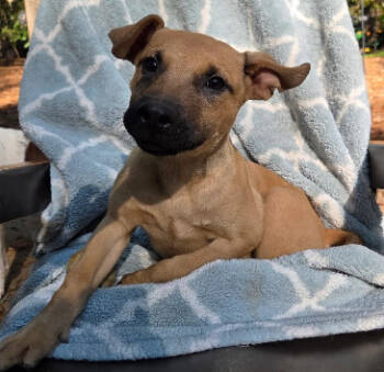 Rescue Shepherd Dogs for Adoption in Decatur, Georgia - Lena | PetCurious