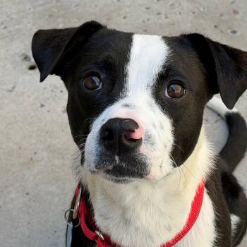Bradley -  Pit Bull Terrier and Mixed Breed Dog for Adoption in Durango, Colorado - Bradley | PetCurious