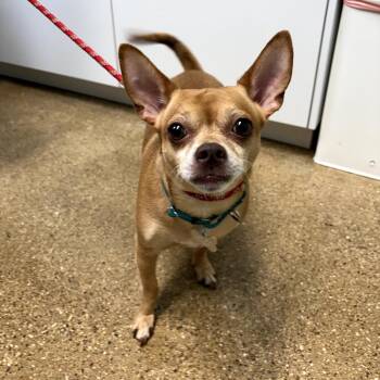 Kanelo -  Mixed Breed Dog for Adoption in Skokie, Illinois - Kanelo | PetCurious