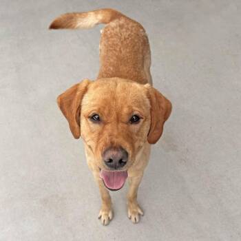 Cruz -  Mixed Breed Dog for Adoption in Hailey, Idaho - Cruz | PetCurious