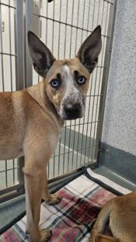 Rescue German Shepherd Dog and Mixed Breed Dogs for Adoption in Roseville, California - Mango | PetCurious