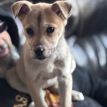 Mixed Breed Dogs Available for Adoption - Whisperwill | PetCurious