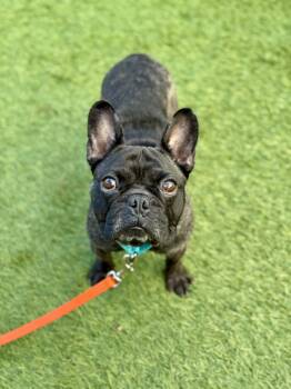 Rescue French Bulldog Dogs for Adoption in San Francisco, California - Magoo | PetCurious