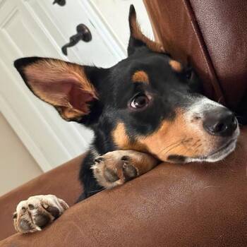 Leo -  Border Collie Dog for Adoption in Thayne, Wyoming - Leo | PetCurious