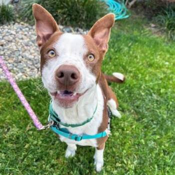 American Staffordshire Terrier and Cattle Dog Dogs Available for Adoption in Walnut Creek, California - Skipper | PetCurious