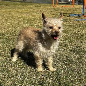 Terrier Dogs Available for Adoption - Penelope | PetCurious