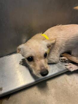 CAMMIE -  Mixed Breed Dog for Adoption in Jacksonville, Florida - CAMMIE | PetCurious
