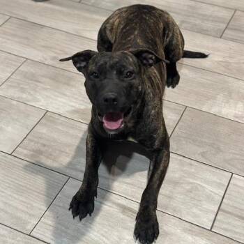 Pit Bull Terrier Dogs Available for Adoption - Jesse | PetCurious