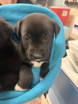 BUDDY -  Labrador Retriever and Mixed Breed Dog for Adoption in Riverside, California - BUDDY | PetCurious