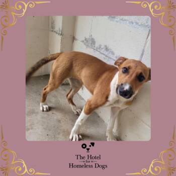 Sadie -  Hound and Terrier Dog for Adoption in Cumberland, Rhode Island - Sadie | PetCurious