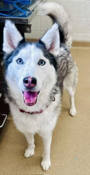 ICHI -  Siberian Husky Dog for Adoption in Derwood, Maryland - ICHI | PetCurious