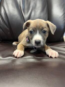 9 to 5 -  Pit Bull Terrier Dog for Adoption in Carson City, Nevada - 9 To 5 | PetCurious