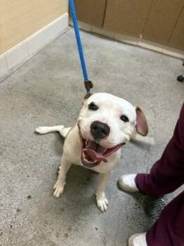 Rush -  Pit Bull Terrier and Mixed Breed Dog for Adoption in Honolulu, Hawaii - Rush | PetCurious