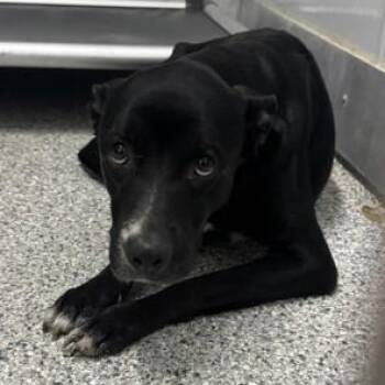 Kerry -  Black Labrador Retriever Dog for Adoption in Converse, Texas - Kerry | PetCurious