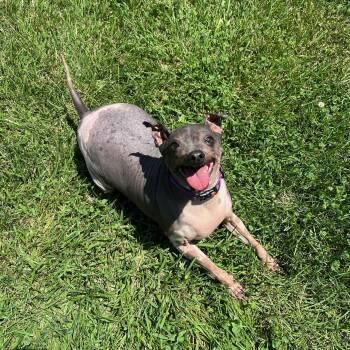 Rescue Chinese Crested Dog Dogs for Adoption in West Jefferson, Ohio - Baby | PetCurious
