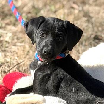 Sheep Dog and Labrador Retriever Dogs Available for Adoption - Merry | PetCurious